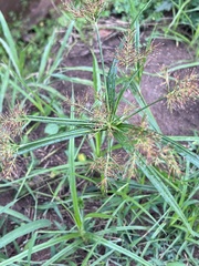 Cyperus distans