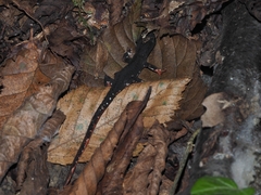 Salamandrina perspicillata