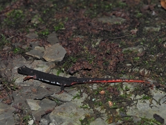 Salamandrina perspicillata