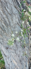 Clematis montevidensis