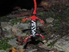 Salamandrina perspicillata