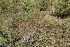 Pelargonium elongatum