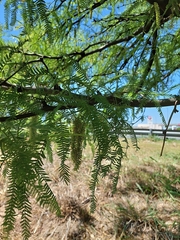 Prosopis alba