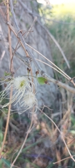 Clematis montevidensis