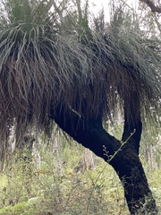 Xanthorrhoea preissii