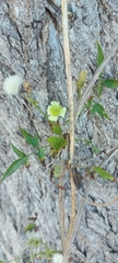Clematis montevidensis