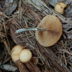 Kuehneromyces lignicola