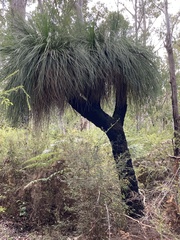 Xanthorrhoea preissii