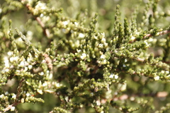 Aspalathus hispida hispida