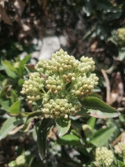 Baccharis latifolia
