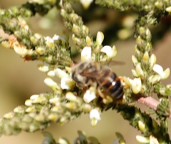 Aspalathus hispida hispida