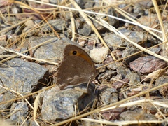Hyponephele lupinus