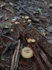 Kuehneromyces lignicola