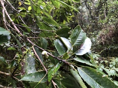 Quercus stenophylloides