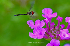 Ocyptamus fuscipennis