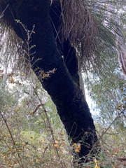 Xanthorrhoea preissii