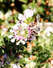 Apis mellifera capensis