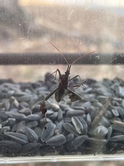 Leptoglossus zonatus