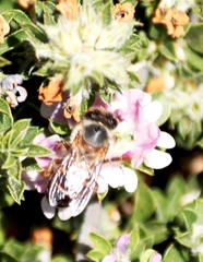 Apis mellifera capensis