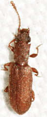Silvanoprus angusticollis
