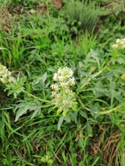 Reseda phyteuma