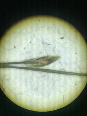 Schoenoplectus subterminalis