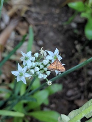 Pyrausta californicalis