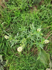 Reseda phyteuma