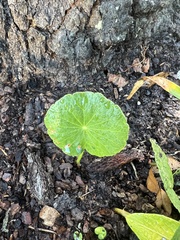 Hydrocotyle bonariensis