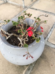 Pelargonium × hybridum