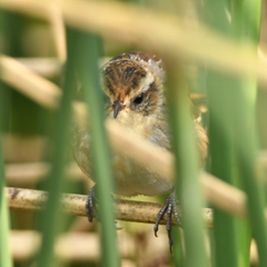 Phleocryptes melanops