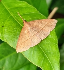 Marapana