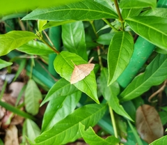 Marapana