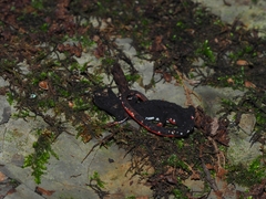 Salamandrina perspicillata