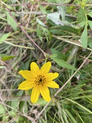 Bidens polylepis