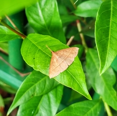 Marapana