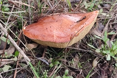 Suillus luteus