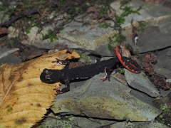 Salamandrina perspicillata