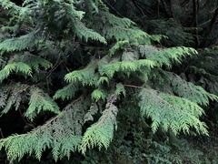 Chamaecyparis formosensis