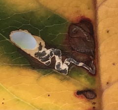 Coptodisca splendoriferella