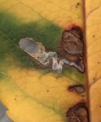 Coptodisca splendoriferella