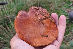 Suillus luteus