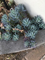 Curio crassulifolius