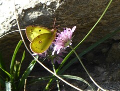 Colias croceus
