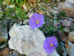 Ipomoea ternifolia leptotoma