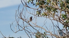 Passer melanurus melanurus