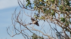 Passer melanurus melanurus