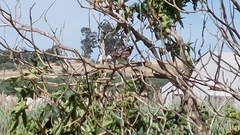 Passer melanurus melanurus