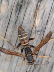 Polistes fuscatus