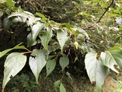 Styrax formosanus